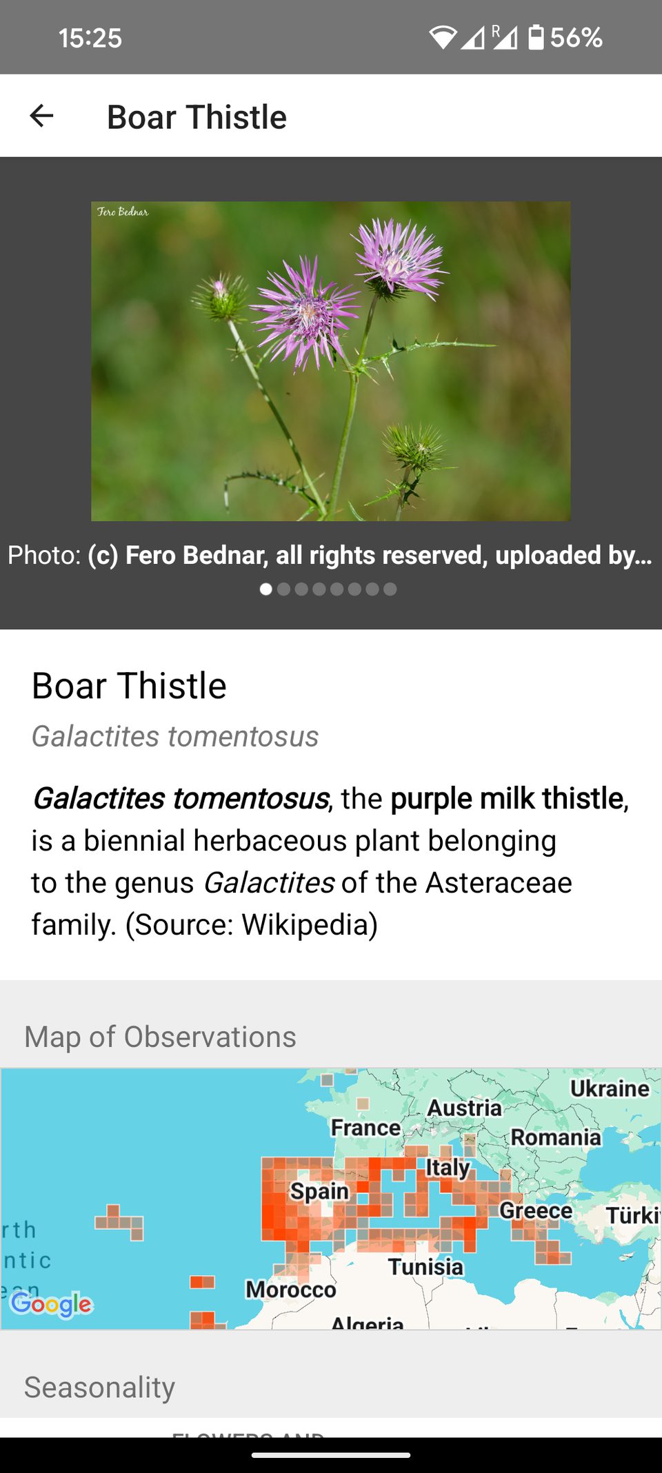 Screenshot of an identification app page for the boar thistle