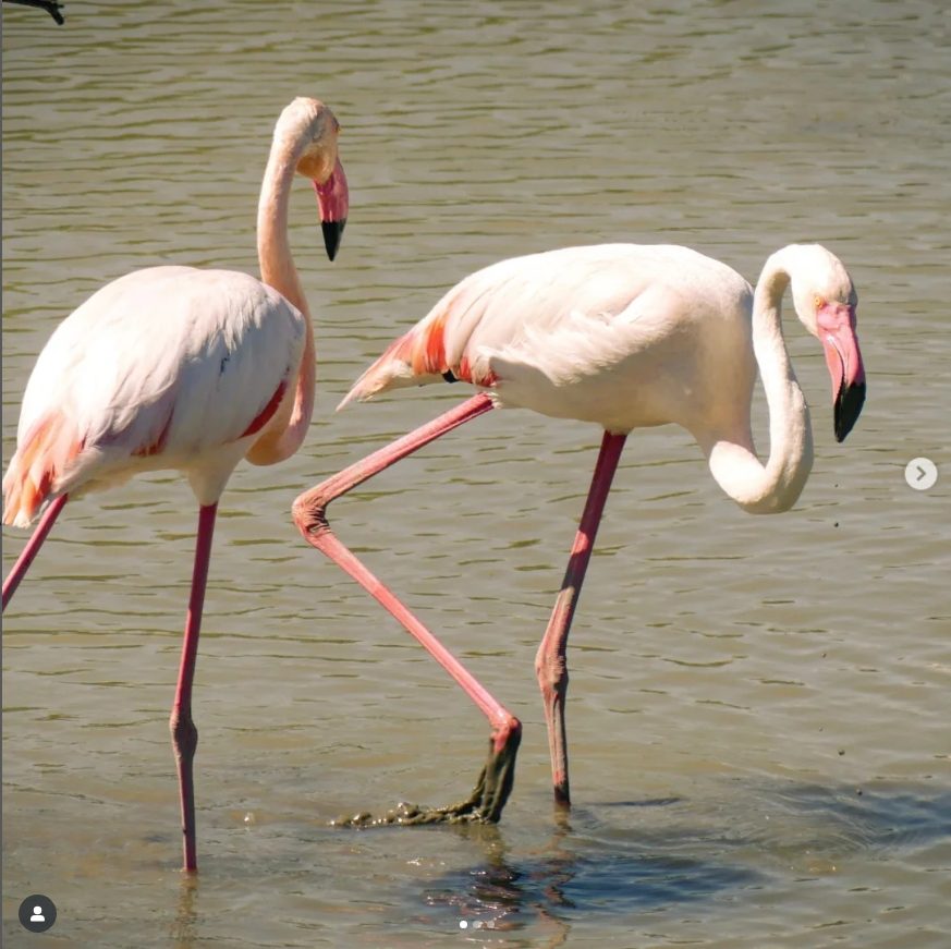Dos flamencos caminando por el agua