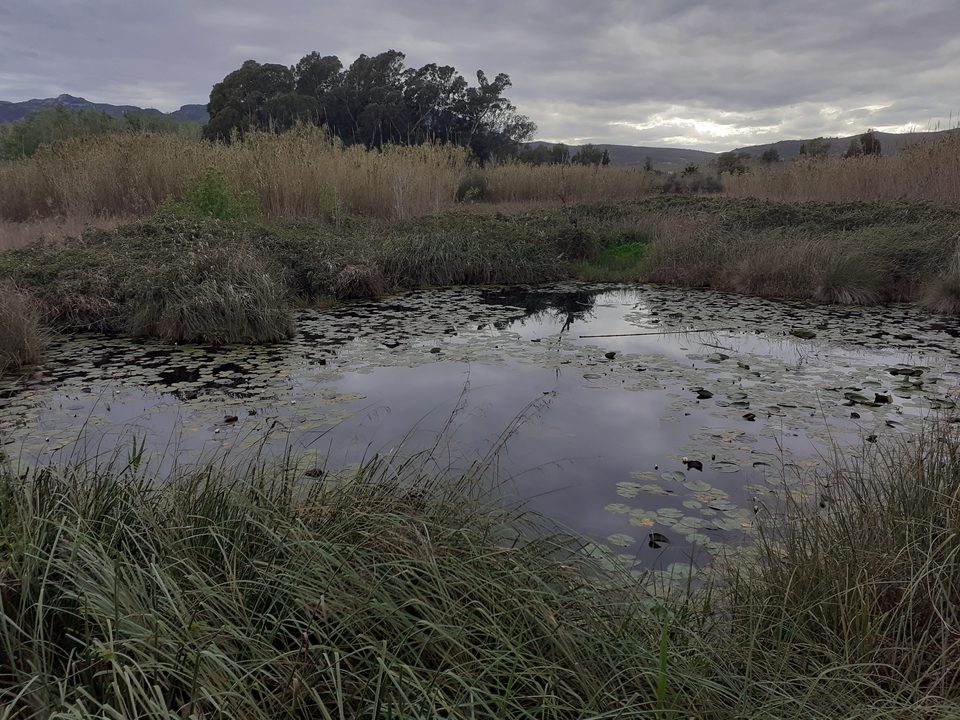 Laguna rodeada de carrizo bajo un cielo nublado
