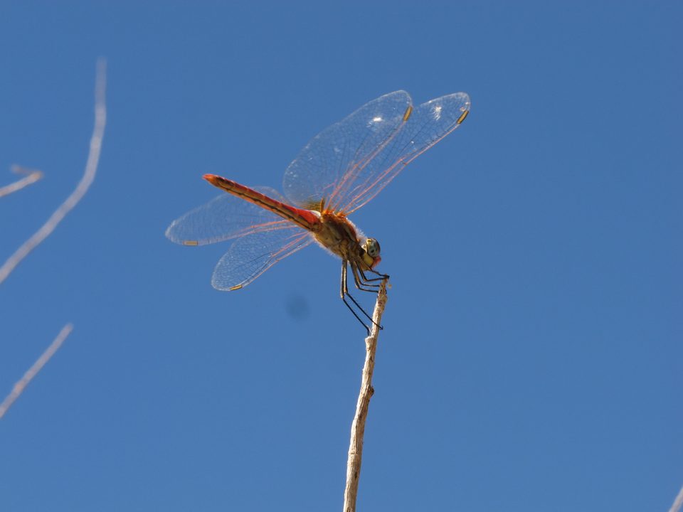 Libélula roja posada en una ramita contra el cielo azul