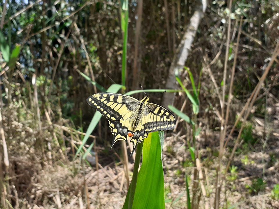 Mariposa macaón posada sobre una hoja