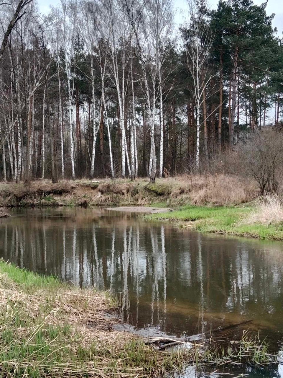 Rzeka Rawka płynąca wśród brzóz i sosen