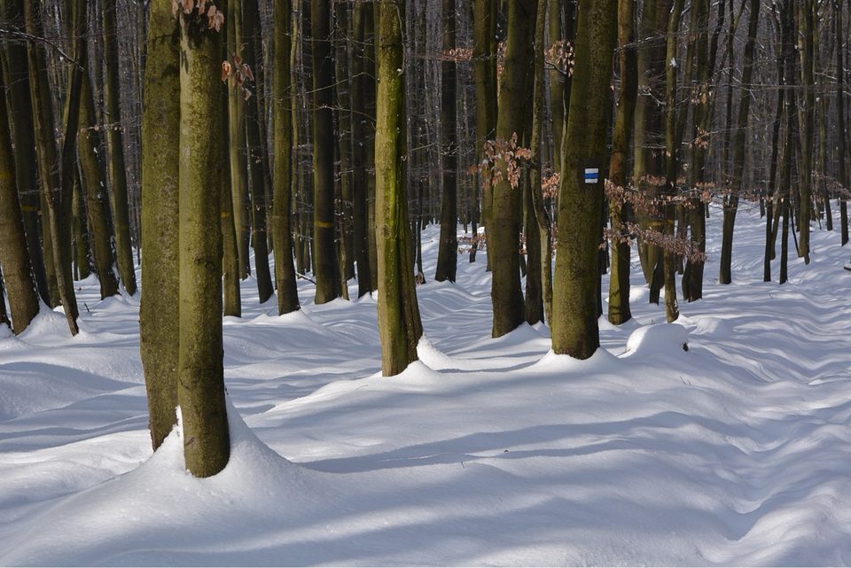 Zasnežený bukový les s turistickou značkou na strome