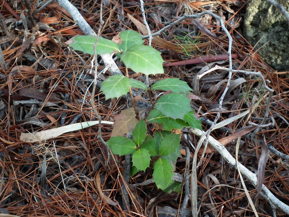 A young oak seedling among fallen pine needles