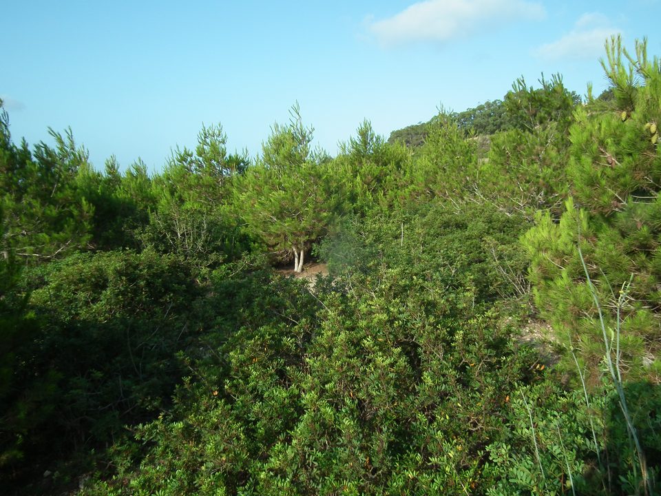Dense young pines and shrubs under a blue sky