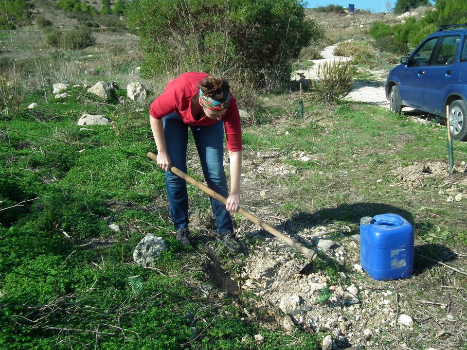 A volunteer digging a planting hole on a grassy slope