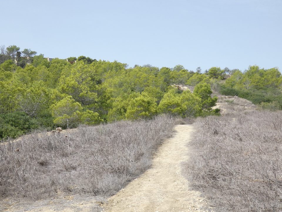 A footpath through dry grass towards green woodland