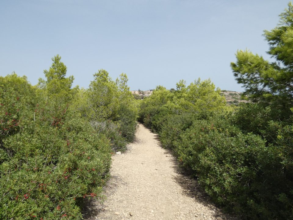 A footpath between tall green shrubs and young trees