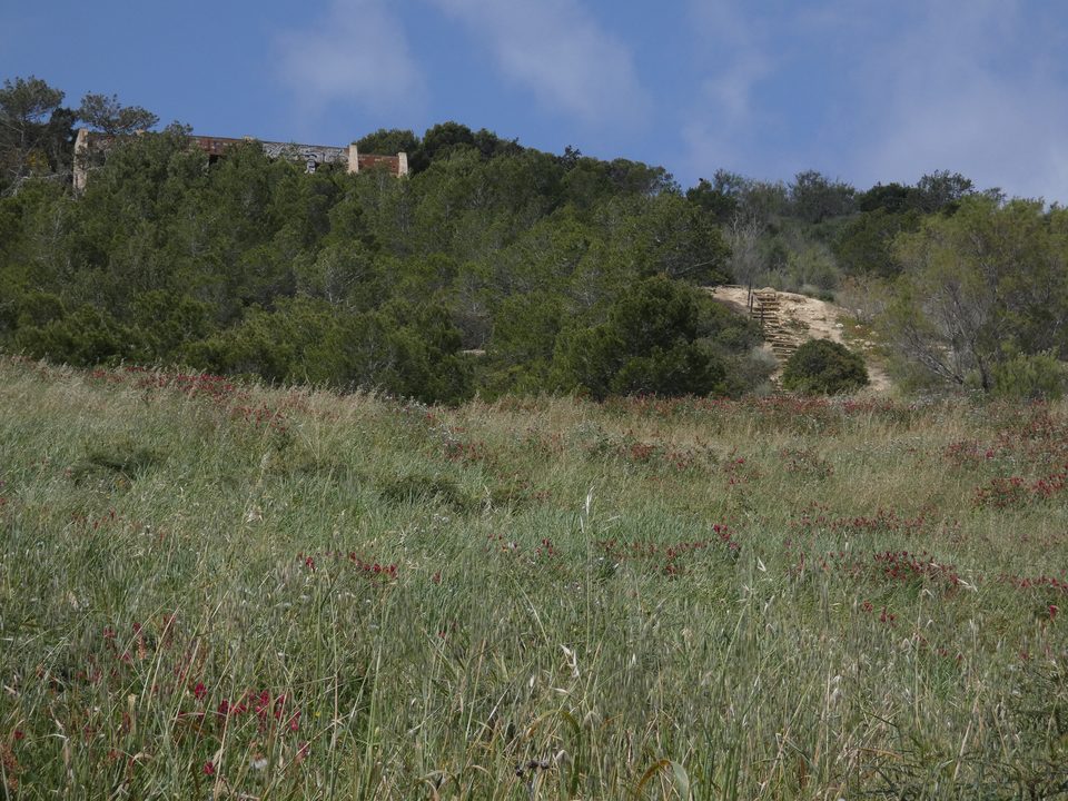Green grassland below wooded slopes