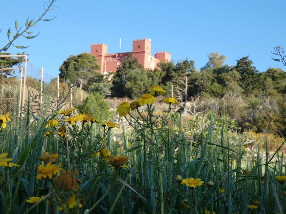Yellow wild flowers in front of the Red Tower on the ridge above Foresta 2000