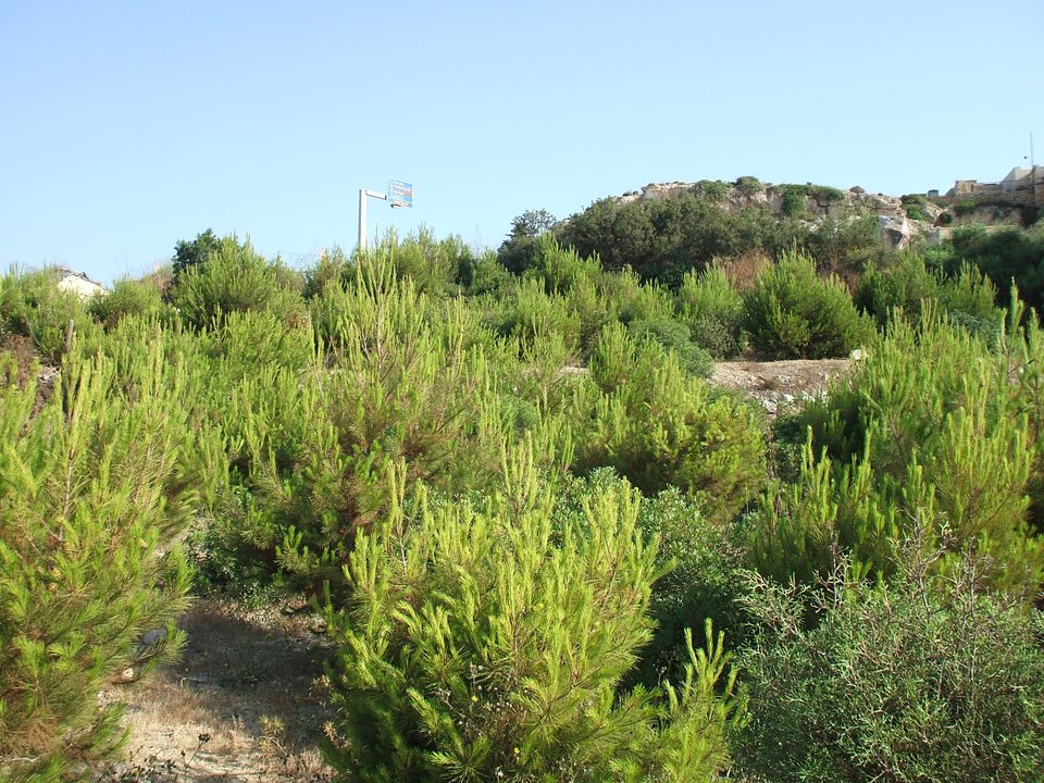 Young pine trees growing on a hillside