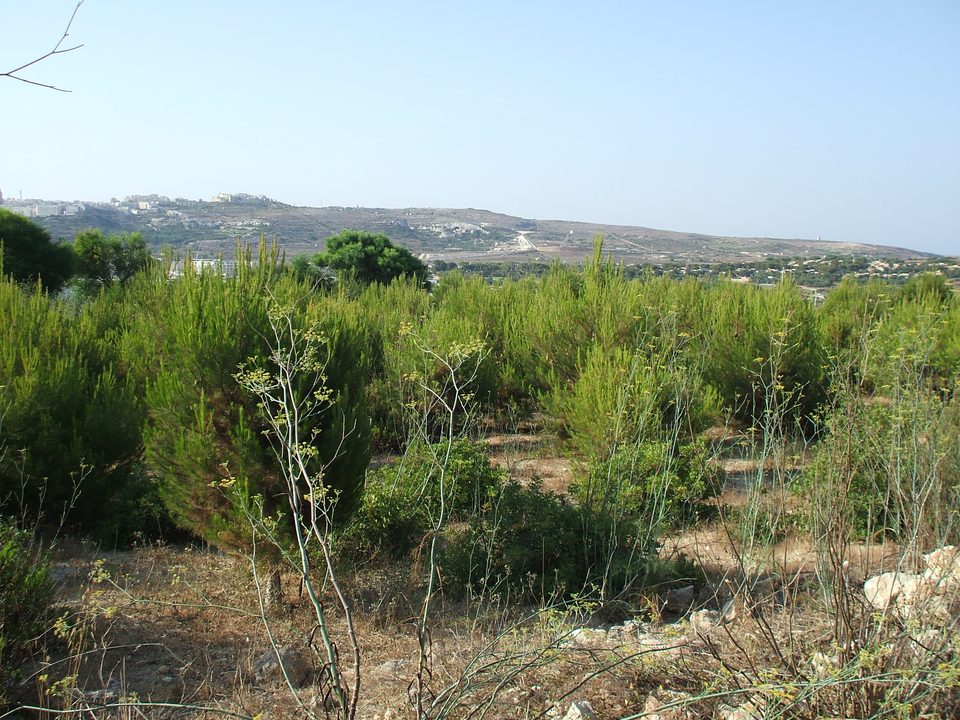Young trees on a slope below a road, with hills in the distance