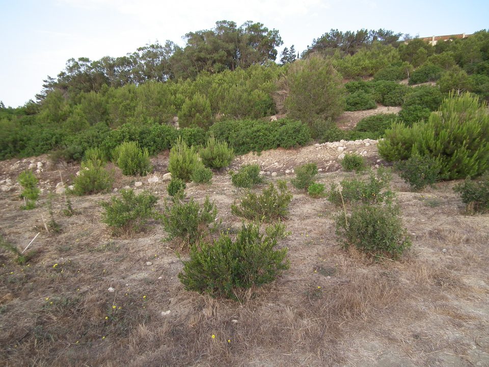 Small trees and shrubs spreading over a dry slope
