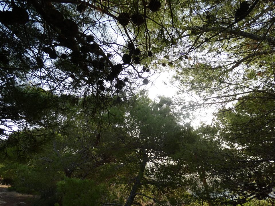 Looking up through the branches of Aleppo pines