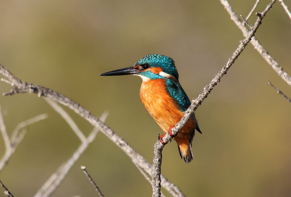 Common kingfisher perched on a branch at Simar