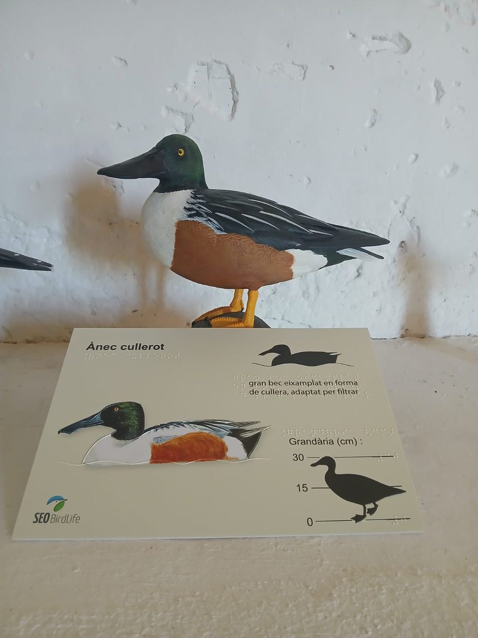 Figura de un pato cuchara junto a un panel táctil