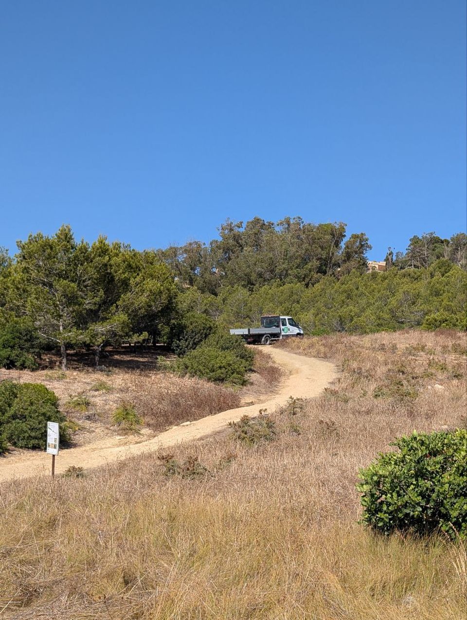 A path through dry grass and pines at Foresta 2000