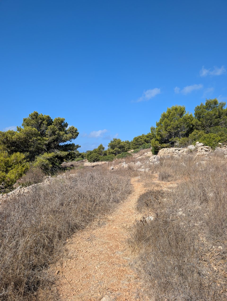 A footpath through dry golden grass and pine trees