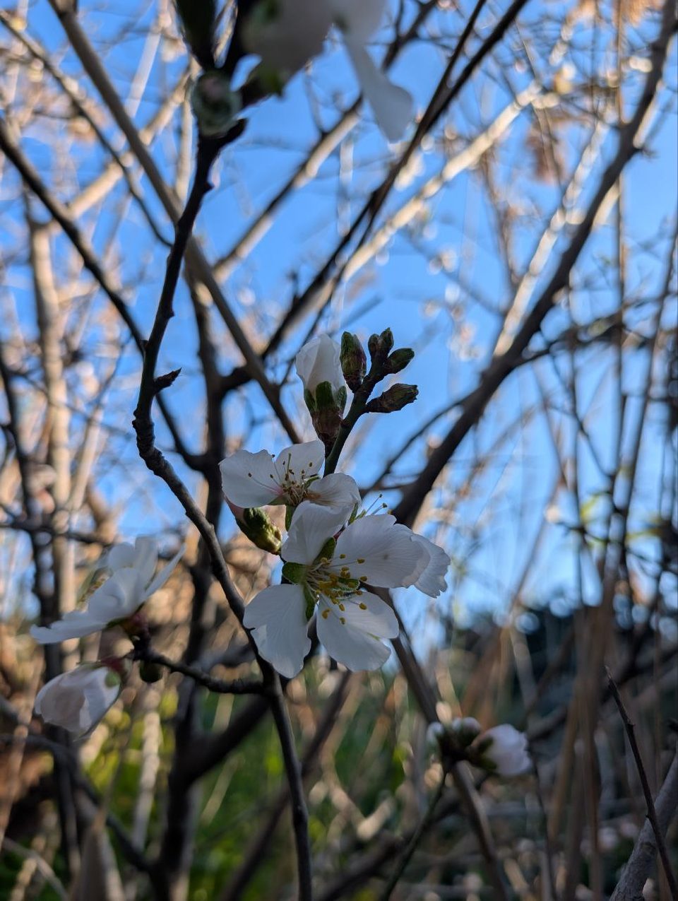 White almond blossom on a branch against a blue sky