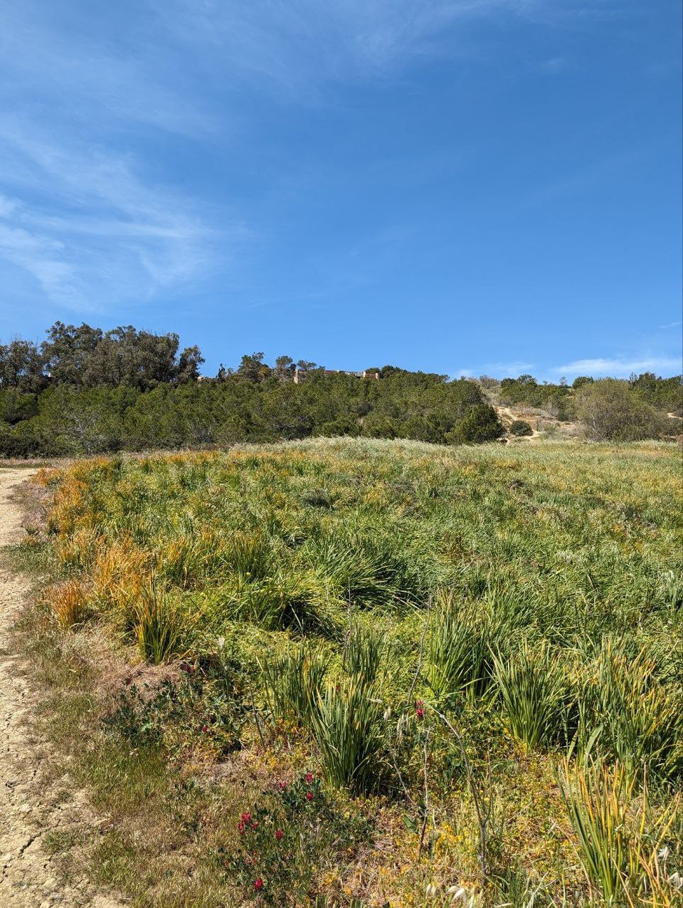 Tall green grass and shrubs at Foresta 2000