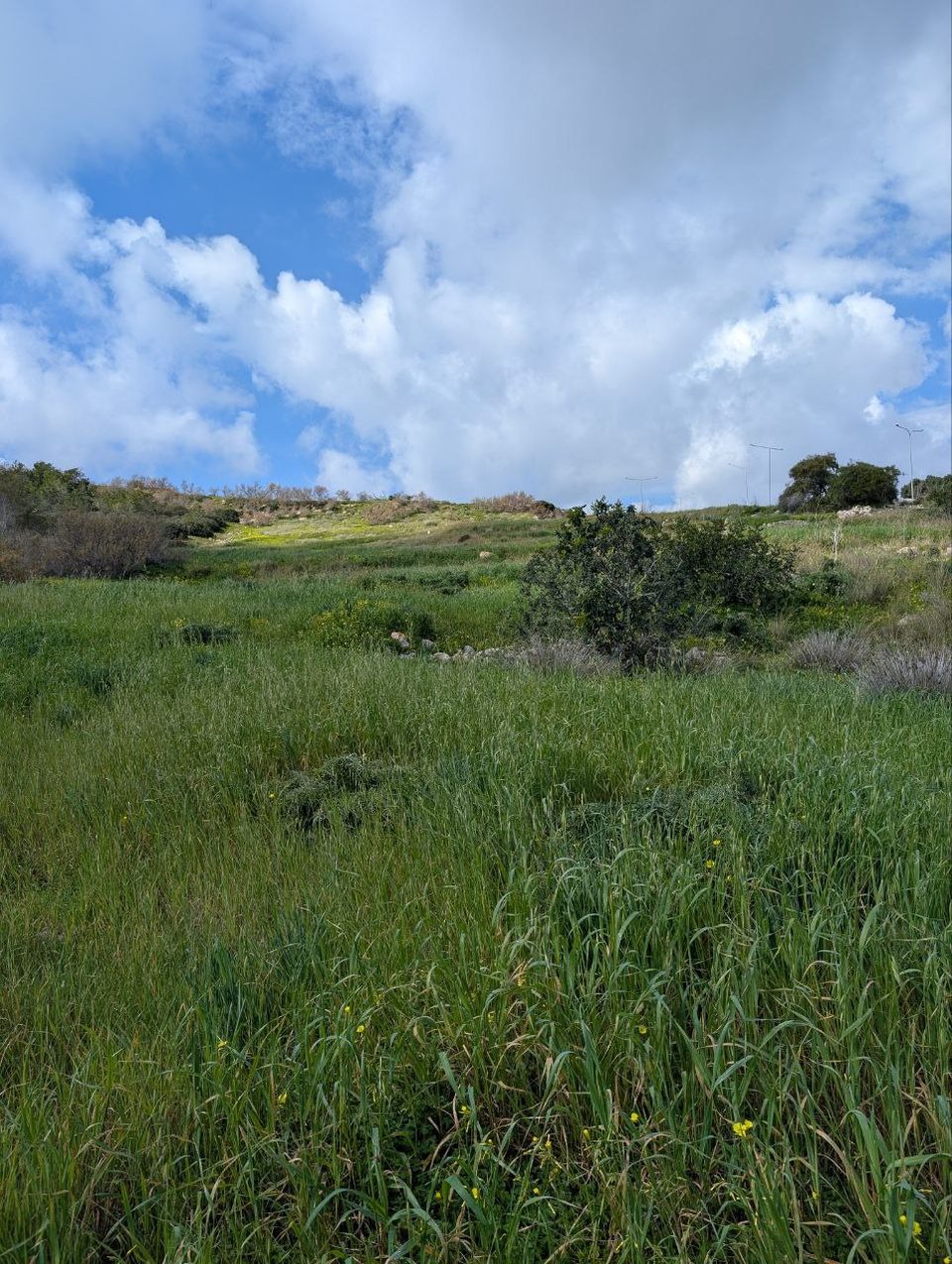 Lush green vegetation at Foresta 2000 under a blue sky with clouds