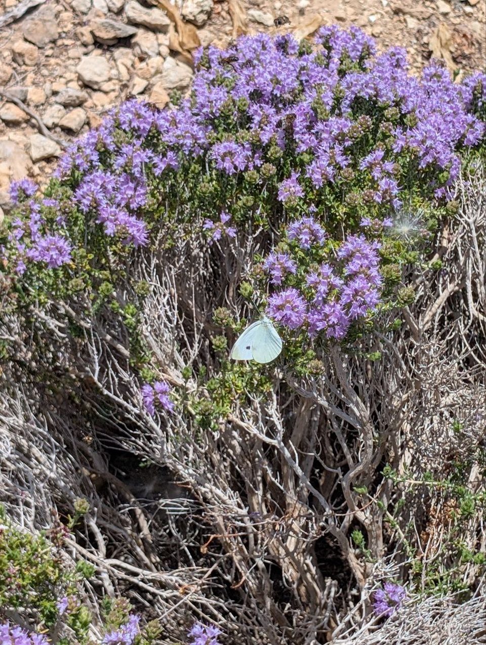 Purple flowering thyme with a white butterfly