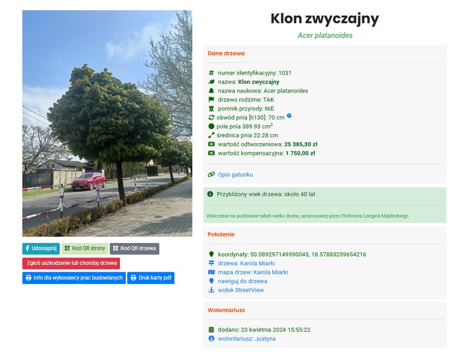 Zrzut ekranu strony drzewa „Klon zwyczajny” w aplikacji Rybnickie drzewa: zdjęcie drzewa przy ulicy, dane drzewa, jego położenie i wartość odtworzeniowa