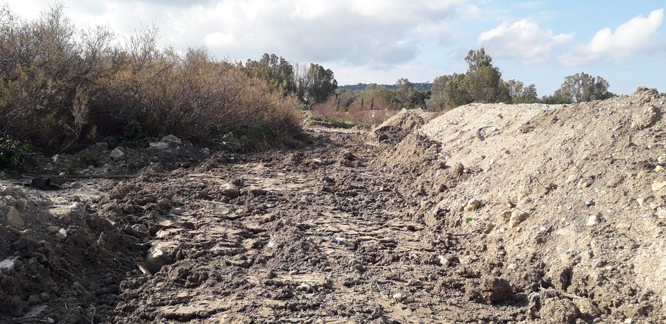Wetland restoration works at Salina: freshly dug earth beside reeds