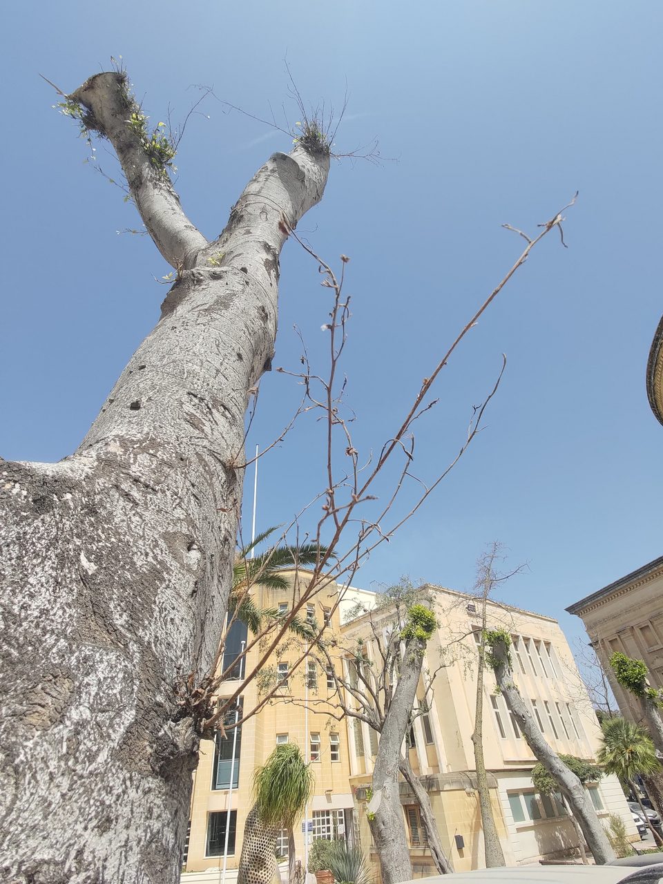 A heavily pruned tree in a town square