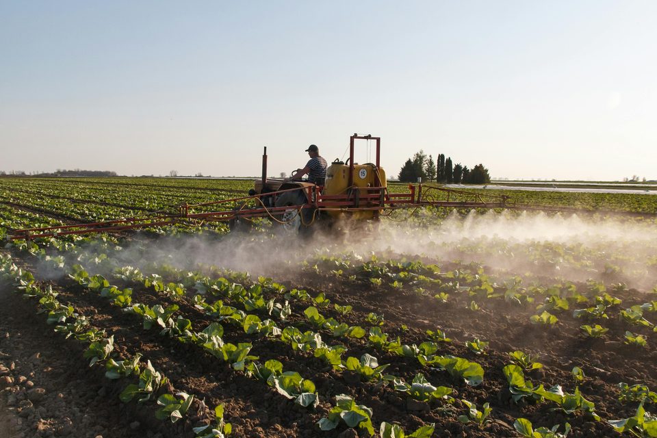 A tractor spraying a field of crops