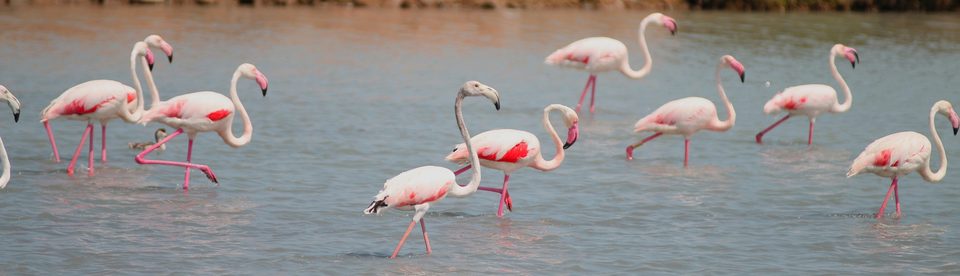 Grupo de flamencos en el agua