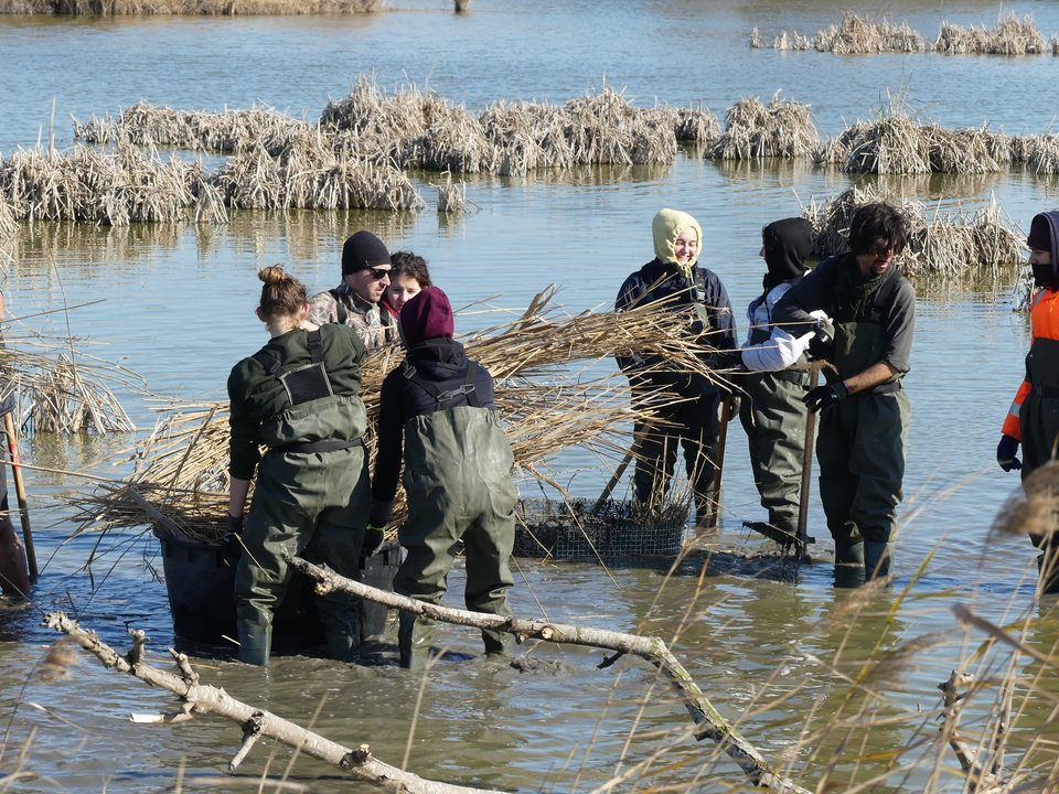 Voluntarios con vadeadores trabajando en una laguna