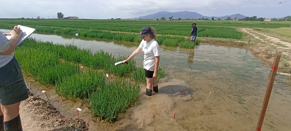 Una persona trabajando en un campo inundado