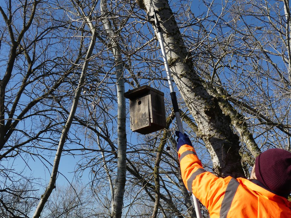 Un voluntario coloca una caja nido en un árbol