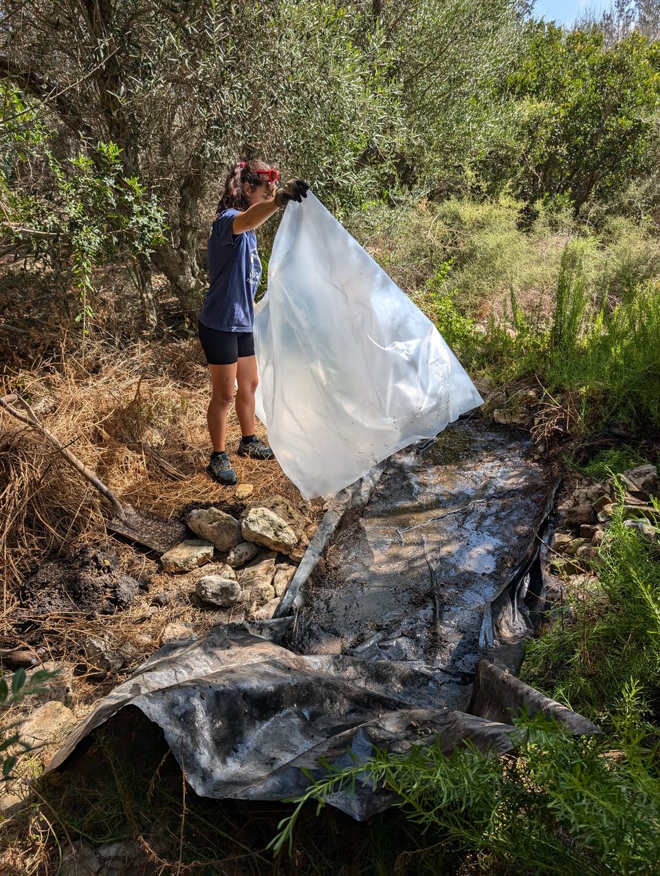 A volunteer collecting plastic sheeting in the undergrowth