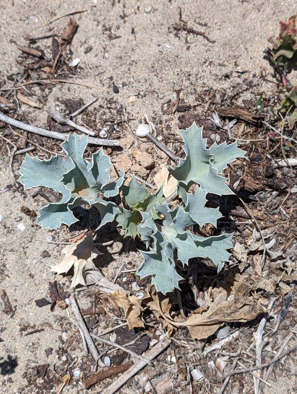 A spiny silver-green plant growing in sand