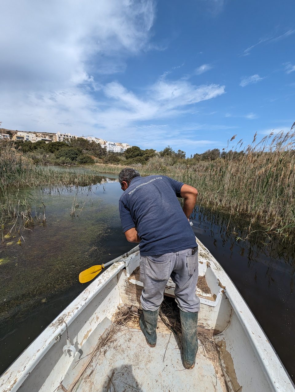 A ranger in a small boat on a reed-lined channel