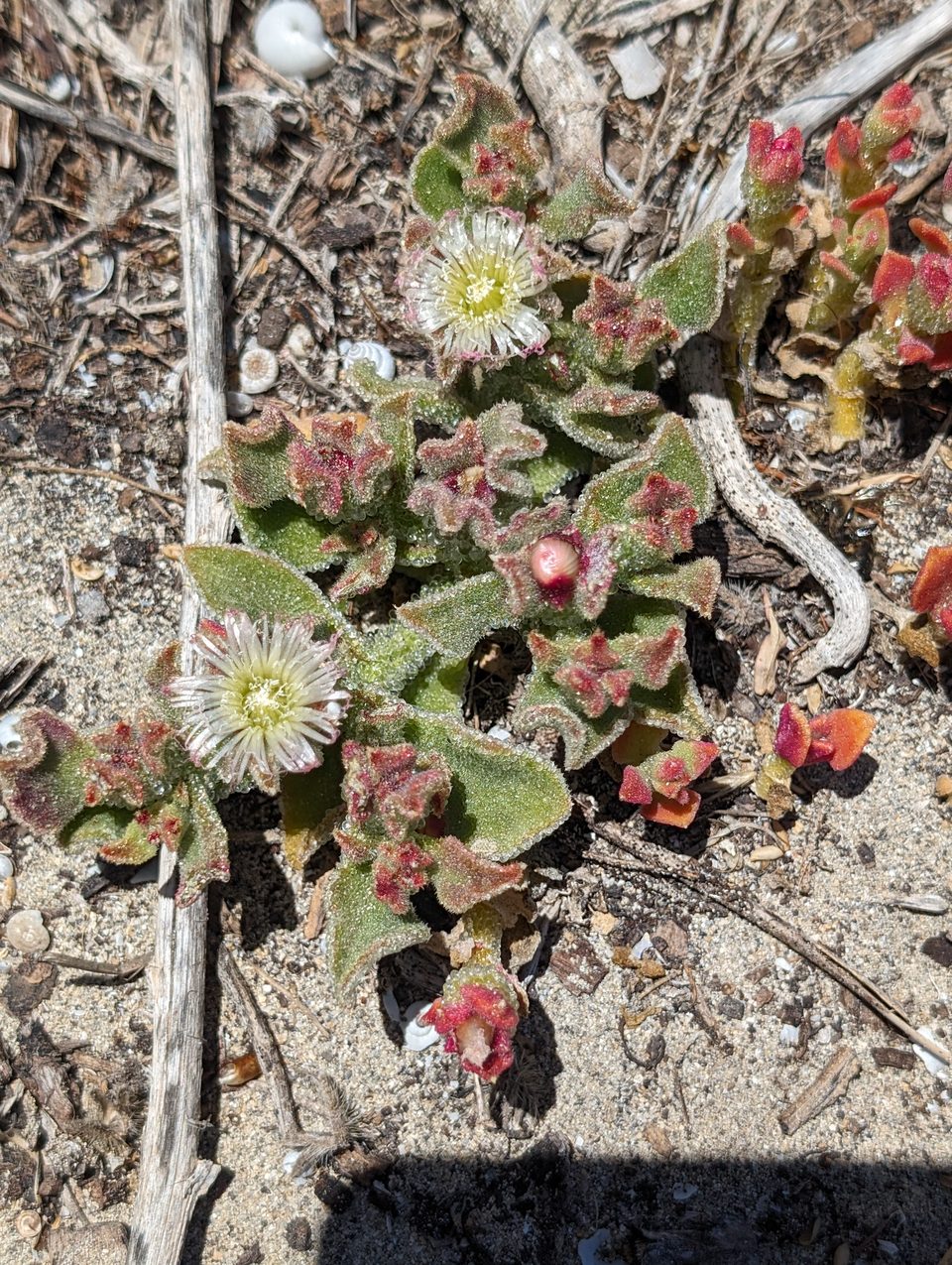 A low succulent plant with small pale flowers