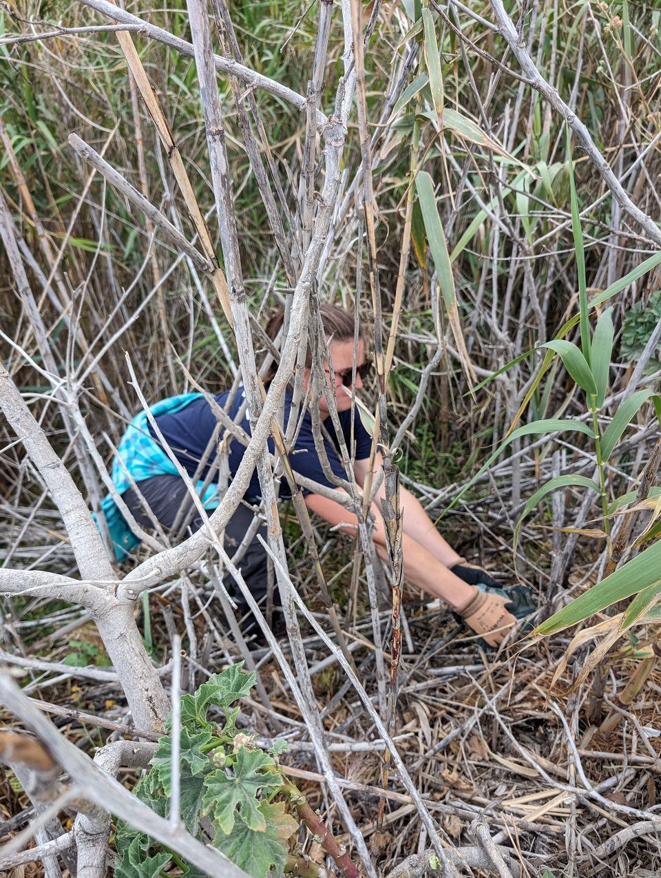 A volunteer clearing reeds