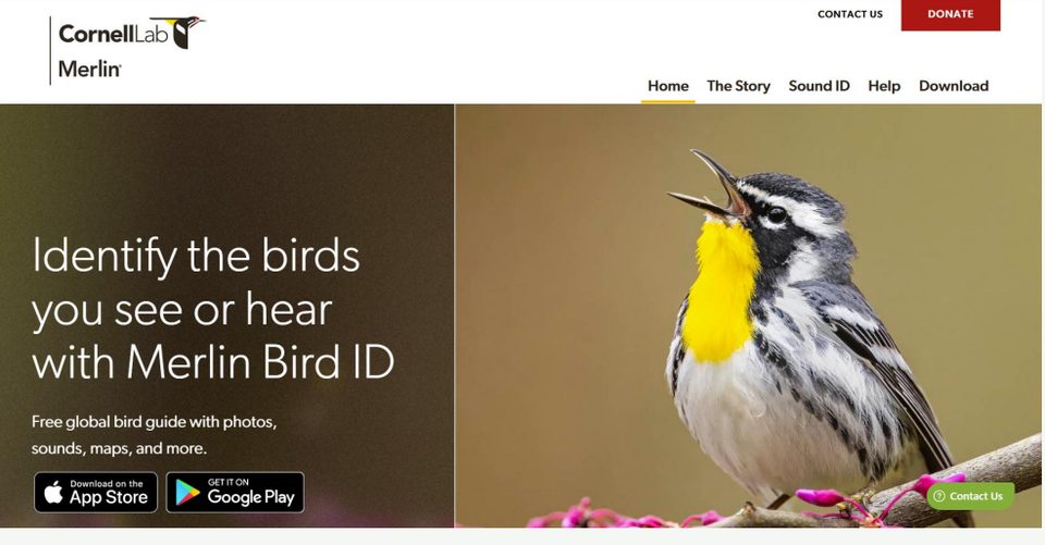 Strona internetowa Merlin Bird ID z hasłem „Identify the birds you see or hear” i zdjęciem śpiewającego ptaka z żółtym gardłem
