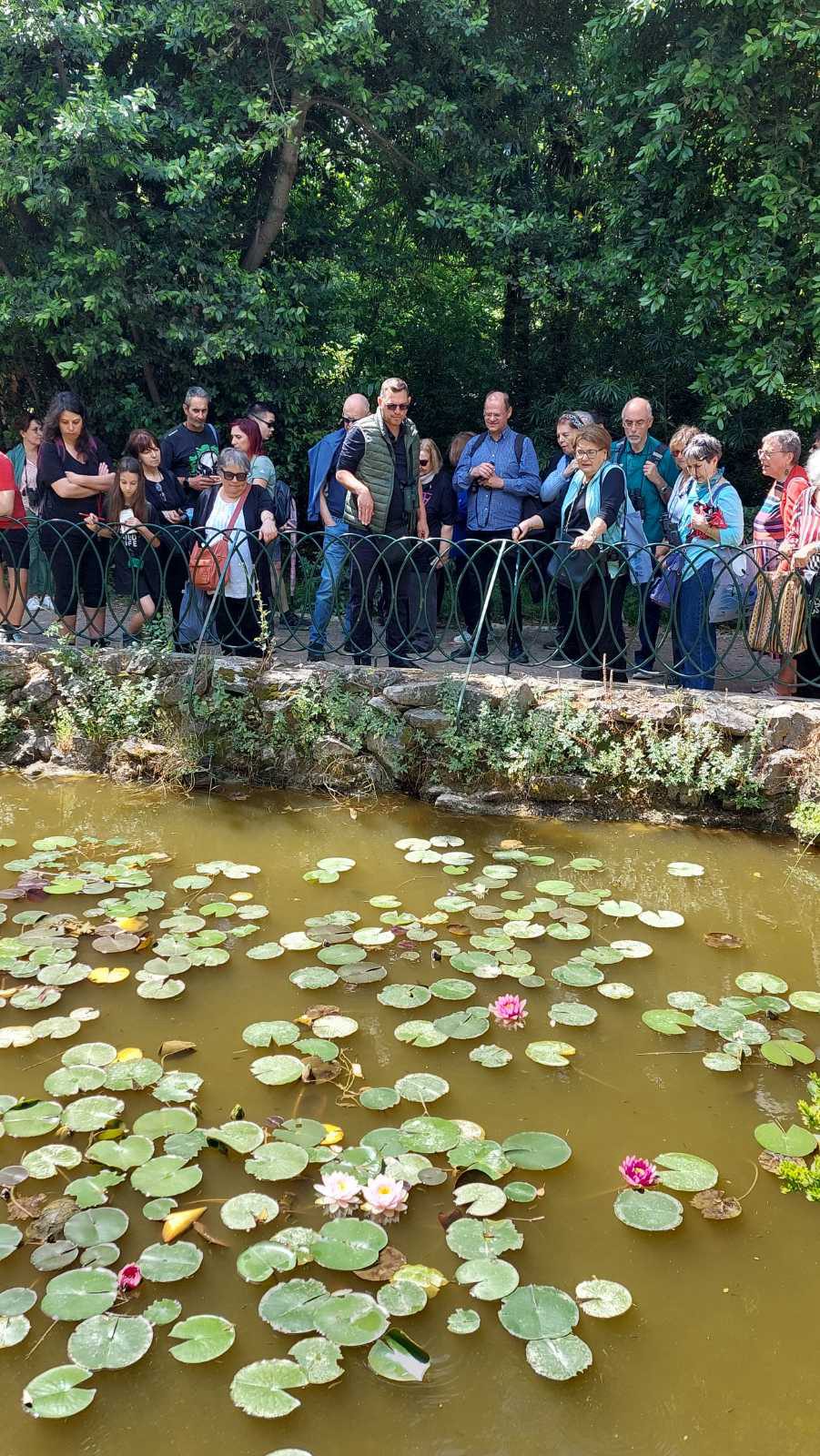 Visitors stand behind a low fence and look down at a pond covered with lily pads and pink water lilies.