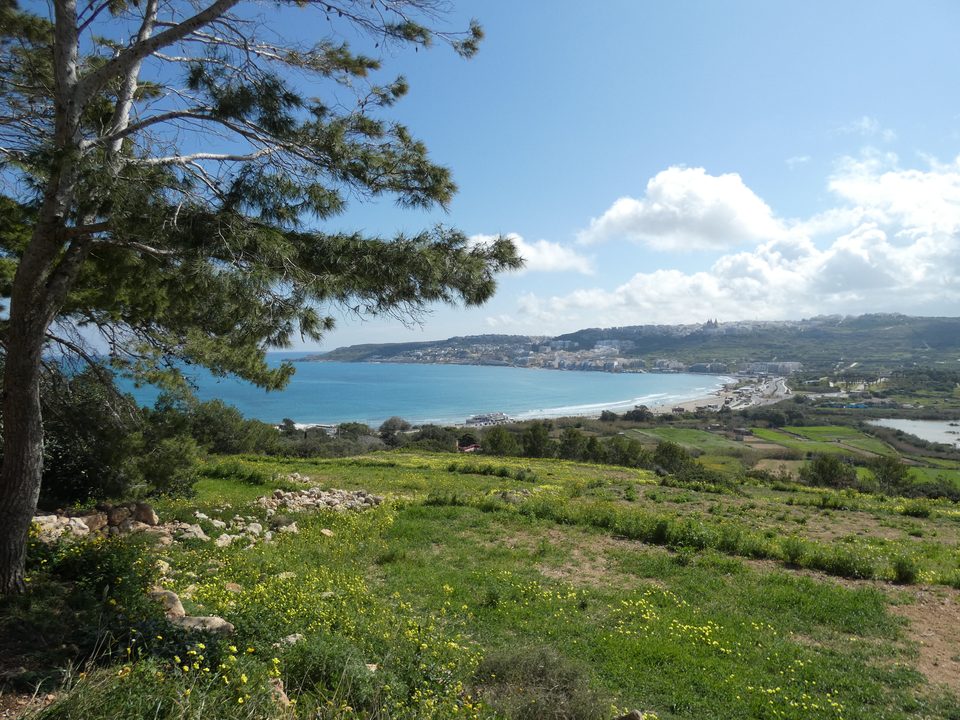 Pine trees and a green, flowering slope above Mellieħa Bay, Malta