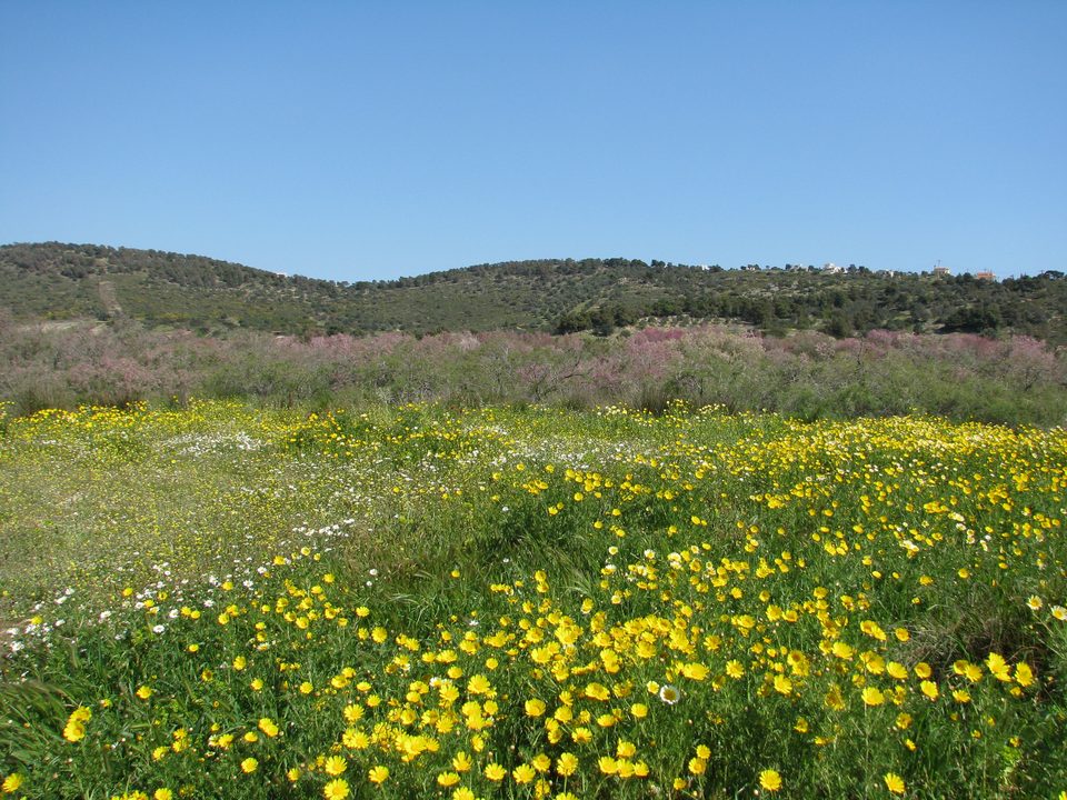 Mergħa ta’ fjuri sofor tar-rebbiegħa b’siġar tal-bruka roża warajhom, fl-art mistagħdra ta’ Vravrona fil-Greċja